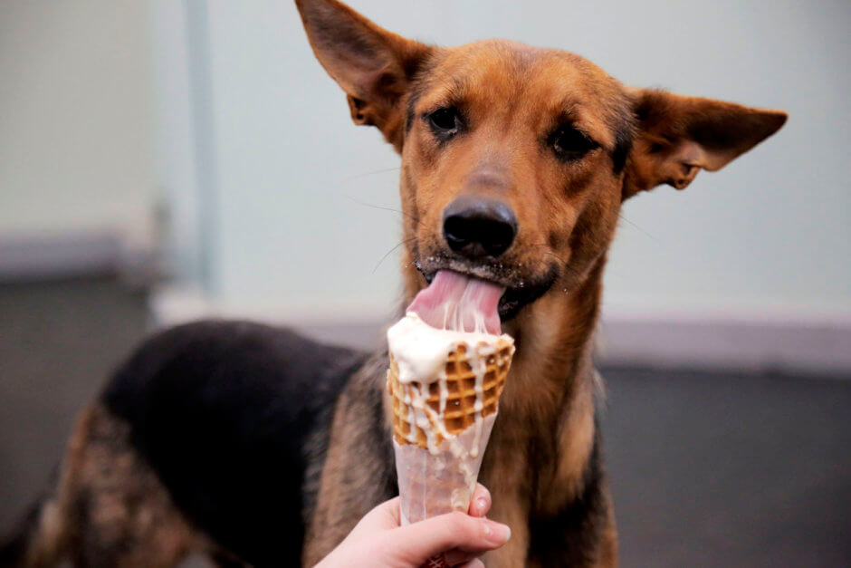 Why Do Dogs Like Ice Cream?
